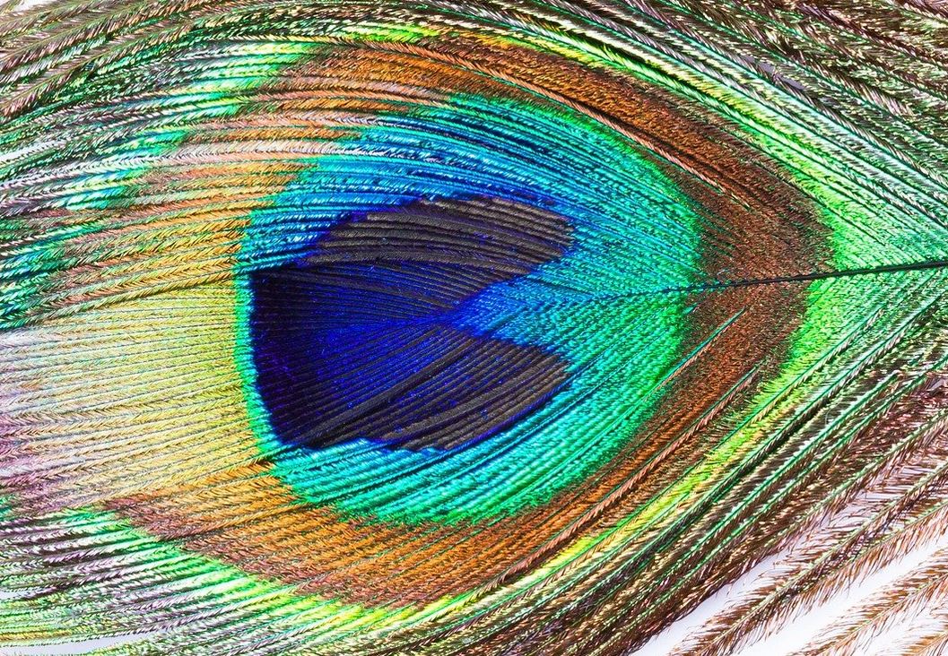 peacock-feather-754046_1280A